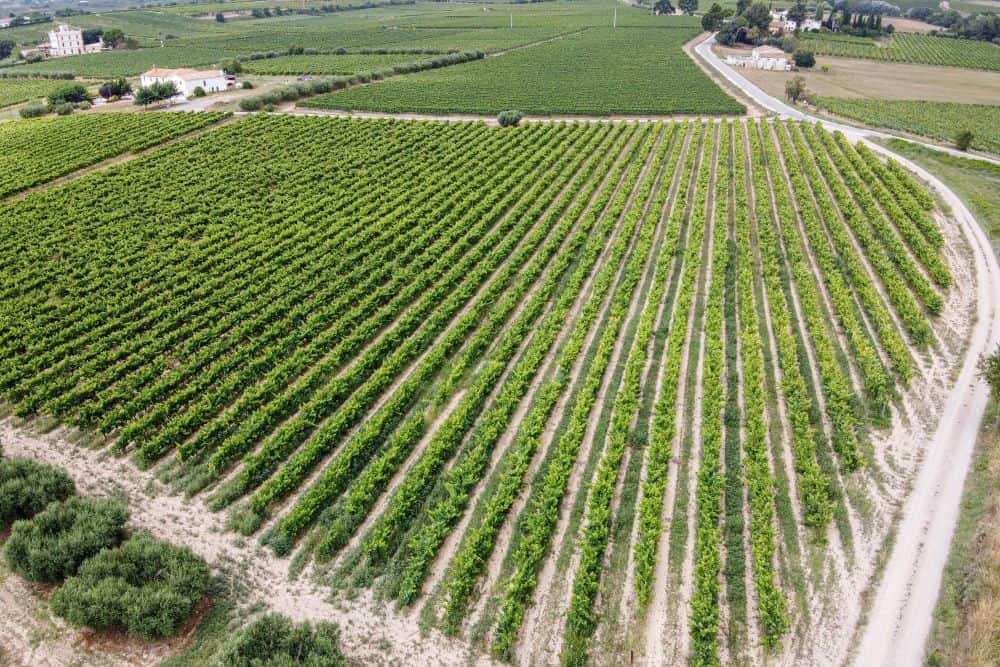 Ein Luftblick auf ein Weinbergfeld in den spanischen Weinregionen.
